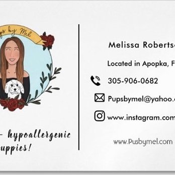 Pups By Mel - Pet Breeders Near Me Pups By Mel - Pet Breeders Near Me