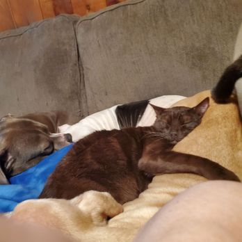 Standiford Veterinary Center - Best cat that thought he was a dog ever! - Veterinarians Near Me - Modesto, California Standiford Veterinary Center - Best cat that thought he was a dog ever! - Veterinarians Near Me - Modesto, California