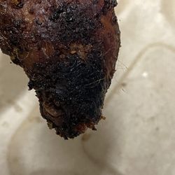 Transmission Arcade - Chicken feathers on the chicken wing
