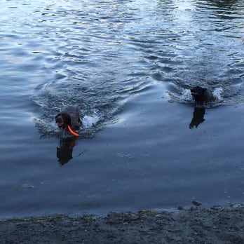 University Lake Dog Park - Water training the old fashioned way. - Dog Parks Near Me - Anchorage, Alaska University Lake Dog Park - Water training the old fashioned way. - Dog Parks Near Me - Anchorage, Alaska