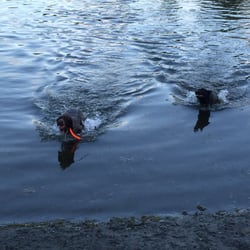 University Lake Dog Park - Water training the old fashioned way.