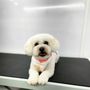 Photo of The Pink Pawlor Luxury Mobile Grooming