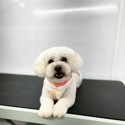 The Pink Pawlor Luxury Mobile Grooming - Buttercup after her spaw day!