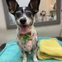 Photo of Salt Doggy Mobile Grooming