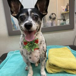 Salt Doggy Mobile Grooming - Dog with a bow tie after grooming in the Salt Doggy salon.
