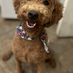 Crossroads Pet Resort - Someone is happy, and she knows it!