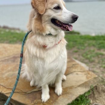 Yappy Hour Dog Walkers - Dog Walkers Near Me Yappy Hour Dog Walkers - Dog Walkers Near Me