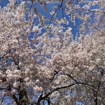 Tidal Basin - that pink! - Lakes Near Me - Washington, DC, District of Columbia