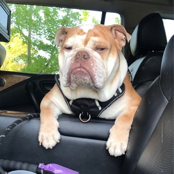 Eye Care for Animals - Tustin - Stewi! - Veterinarians Near Me - Tustin, California Eye Care for Animals - Tustin - Stewi! - Veterinarians Near Me - Tustin, California