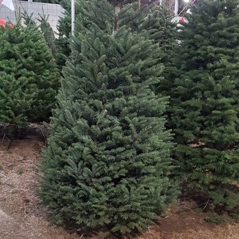 Todd's Christmas Trees - Nordman Firs - Christmas Trees Near Me - Long Beach, California