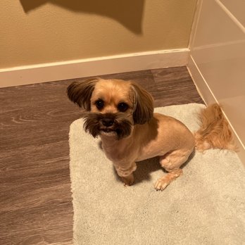 K9 Design Grooming Salon - Finished product! - Pet Groomers Near Me - Tacoma, Washington K9 Design Grooming Salon - Finished product! - Pet Groomers Near Me - Tacoma, Washington