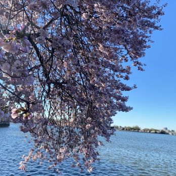 Tidal Basin - Gorgeous views of the cherry blossoms! - Lakes Near Me - Washington, DC, District of Columbia