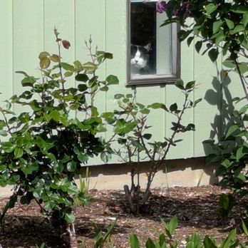 Santiago Lawn Maintenance - front yard with shrubs and a cat looking out through a window - Lawn Services Near Me Santiago Lawn Maintenance - front yard with shrubs and a cat looking out through a window - Lawn Services Near Me