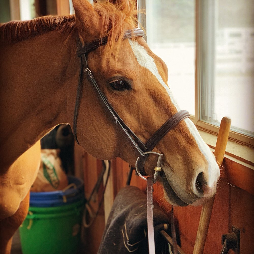 Boston Hunt and pace - Horseback Riding Near Me - Stow, Massachusetts