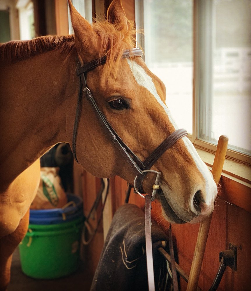 Boston Hunt and pace - equestrian in Stow, MA