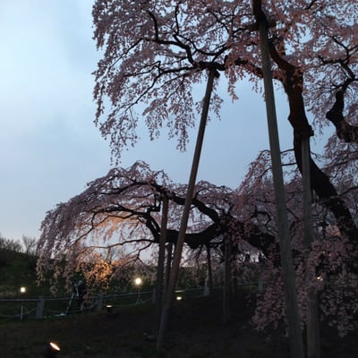 Miharu Takizakura by null