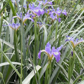Fern Canyon Trailhead - Wild Iris - Parks Near Me