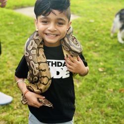 Paramount Reptile Shows
