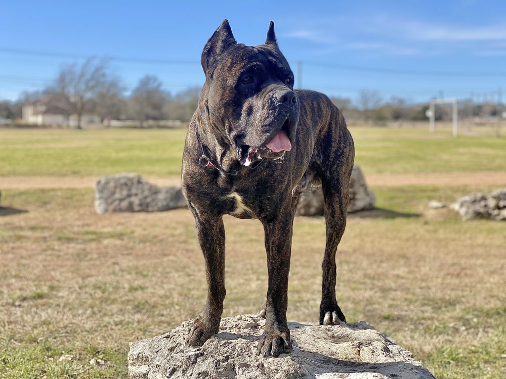 ALL DOGS TRAINING 12 Photos Leander, Texas Pet Training Phone