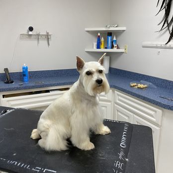 Lush Cuts Mobile Dog Grooming - Pet Groomers Near Me Lush Cuts Mobile Dog Grooming - Pet Groomers Near Me