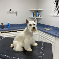Lush Cuts Mobile Dog Grooming