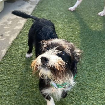 Dogwood Ranch Pet Resort - My happy dog at daycare! - Pet Groomers Near Me - Prunedale, California