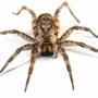 Photo of Huron Pest Control