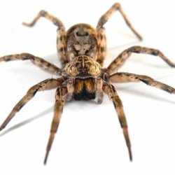 Huron Pest Control
