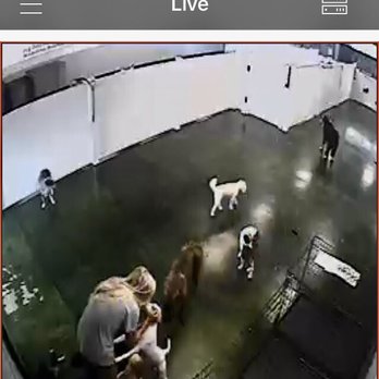Puppingham Palace - Loved seeing my boy getting kisses when I logged into the camera at Puppingham Palace today! Such a class act. #1 for day care & boarding! - Pet Sitting Near Me - Saint Louis, Missouri Puppingham Palace - Loved seeing my boy getting kisses when I logged into the camera at Puppingham Palace today! Such a class act. #1 for day care & boarding! - Pet Sitting Near Me - Saint Louis, Missouri