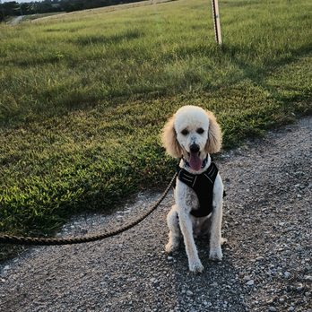 Adventures In Pet Sitting - Trail walks are beautiful - Dog Walkers Near Me Adventures In Pet Sitting - Trail walks are beautiful - Dog Walkers Near Me