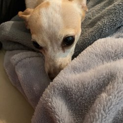 Mooney Ink & Nails - My dog sleeping away!