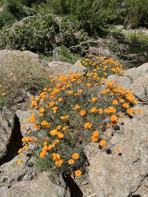 Malibu Creek State Park by null