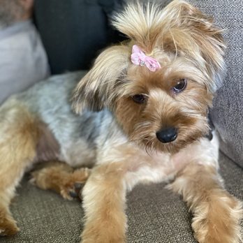 A Cut Above Mobile Grooming - Pet Groomers Near Me