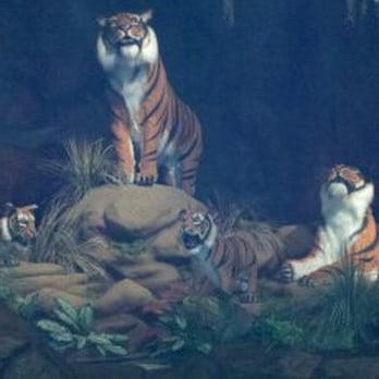 Rainforest Cafe - Tigers - American Near Me - Grapevine, Texas Rainforest Cafe - Tigers - American Near Me - Grapevine, Texas