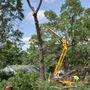 C&D Tree Service