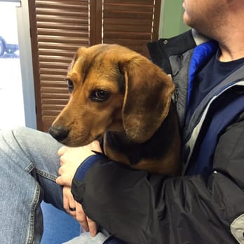 Emerson Veterinary Hospital - Huck waiting to see Dr. Emerson for the first time. - Veterinarians Near Me - Waco, Texas Emerson Veterinary Hospital - Huck waiting to see Dr. Emerson for the first time. - Veterinarians Near Me - Waco, Texas