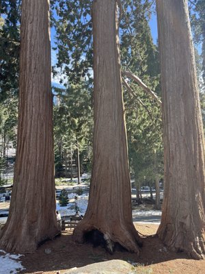General Sherman Tree by null