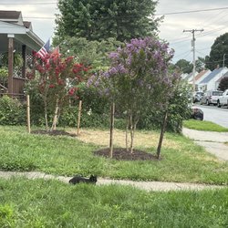 Lazo Landscaping - Crape Myrtle