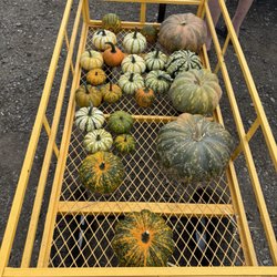 Miller Farms - Pumpkins