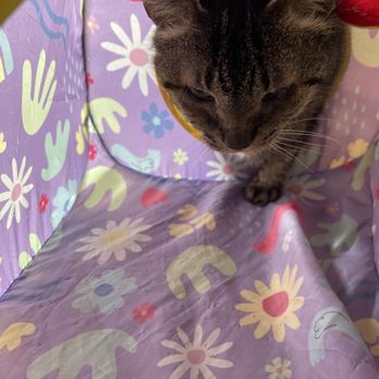 Pawsitive Cat Care - Say hello to Earl, an older gentleman who still enjoys his playtime when you come to visit and take care of him. - Pet Sitting Near Me - Revere, Massachusetts