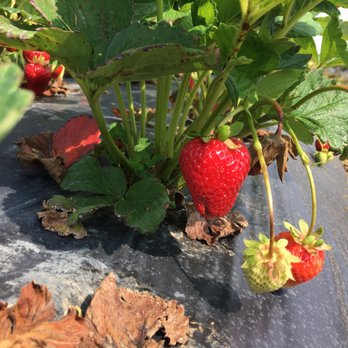 FraiseBec - Strawberries low to the ground - Farms Near Me - Sainte-Anne-des-Plaines, Quebec