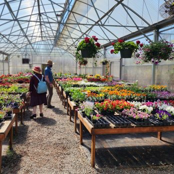 Azusa Garden Centre - Greenhouse full of annuals. - Nurseries & Gardening Near Me - Mount Vernon, Washington Azusa Garden Centre - Greenhouse full of annuals. - Nurseries & Gardening Near Me - Mount Vernon, Washington