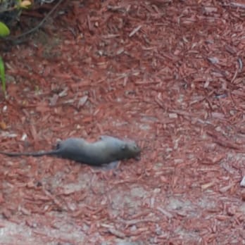 Carl's Jr - Dead rat right outside eastlake carl jr - Fast Food Near Me - Chula Vista, California Carl's Jr - Dead rat right outside eastlake carl jr - Fast Food Near Me - Chula Vista, California