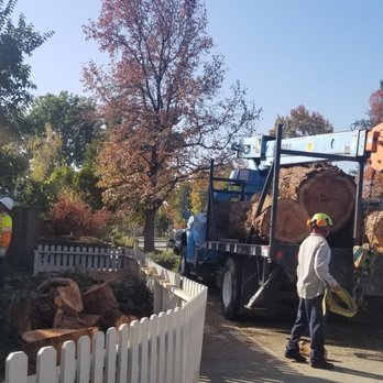 J.T.S Tree Expert, Inc - End result of our redwood tree - Tree Services Near Me J.T.S Tree Expert, Inc - End result of our redwood tree - Tree Services Near Me