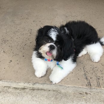Petco - Riley's first haircut! - Pet Stores Near Me - Fort Worth, Texas