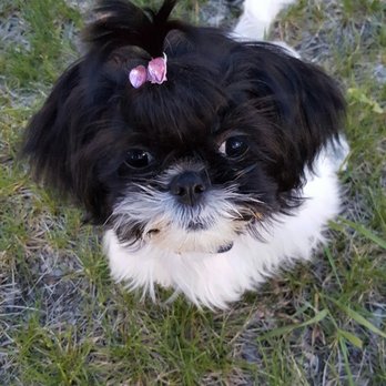 Playful Pets - Yoyo with her pink hair clip - Pet Stores Near Me - Conshohocken, Pennsylvania Playful Pets - Yoyo with her pink hair clip - Pet Stores Near Me - Conshohocken, Pennsylvania