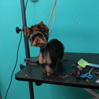 Metropawlitan Grooming - This is after. It's a Yorkie teddy bear face. With a schnauzer body. So cute. - Pet Groomers Near Me - San Antonio, Texas Metropawlitan Grooming - This is after. It's a Yorkie teddy bear face. With a schnauzer body. So cute. - Pet Groomers Near Me - San Antonio, Texas