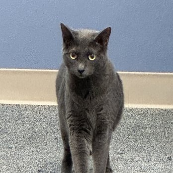 The Cozy Catfe - Pet Adoption Near Me - Arlington, Texas The Cozy Catfe - Pet Adoption Near Me - Arlington, Texas