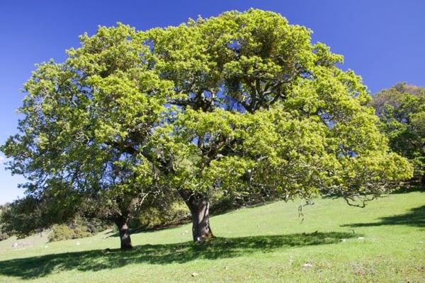 Taylor Mountain Regional Park by null