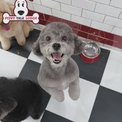 Puppy Tale Lodge - Fluffy cuties !